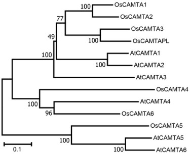 一种水稻稻瘟病抗性相关基因OsCAMTA3及其应用