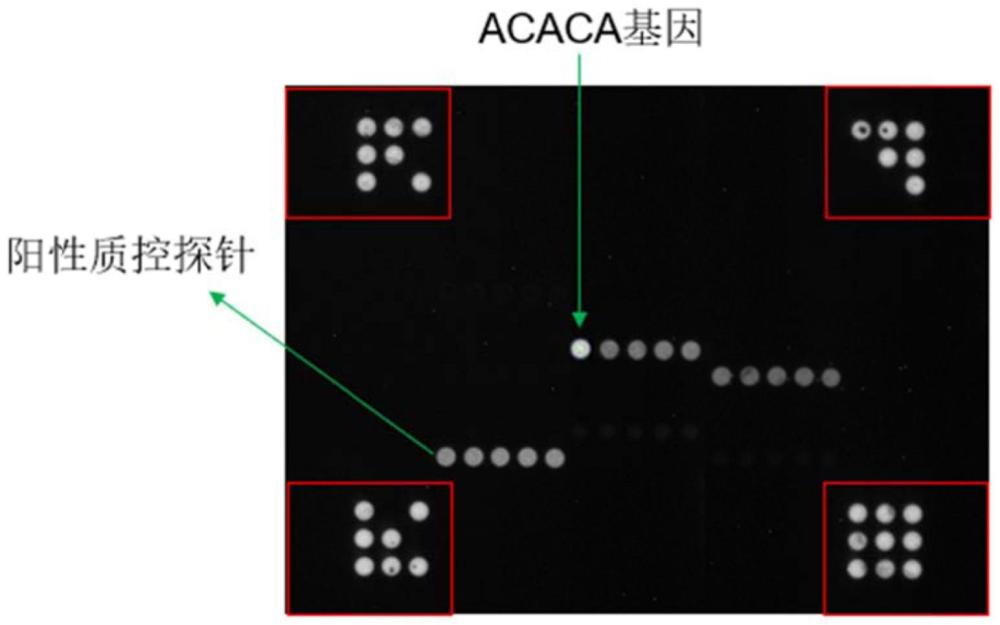 一种检测牛肉质相关基因表达的探针组合、芯片及方法与流程