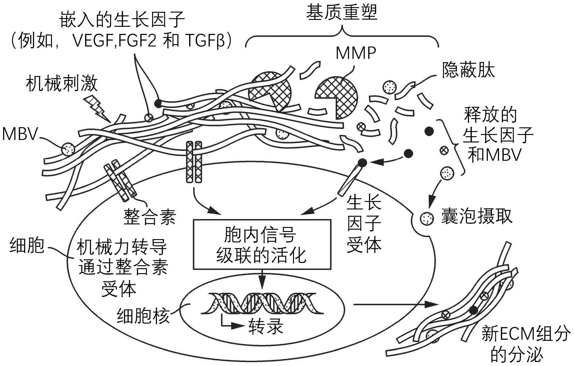 动物组织碎片图片图片