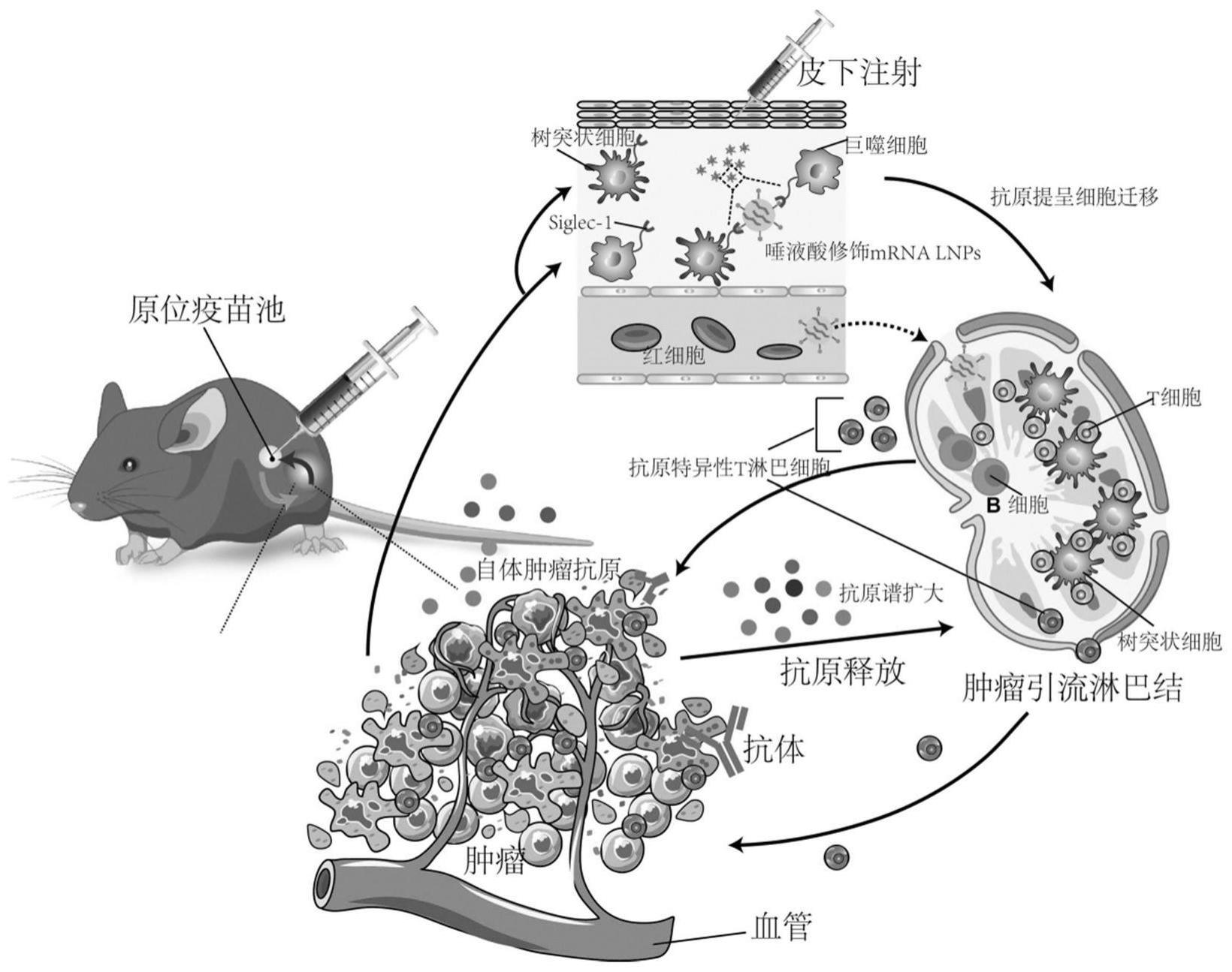 一种含有唾液酸脂质衍生物的脂质纳米颗粒及其应用的制作方法