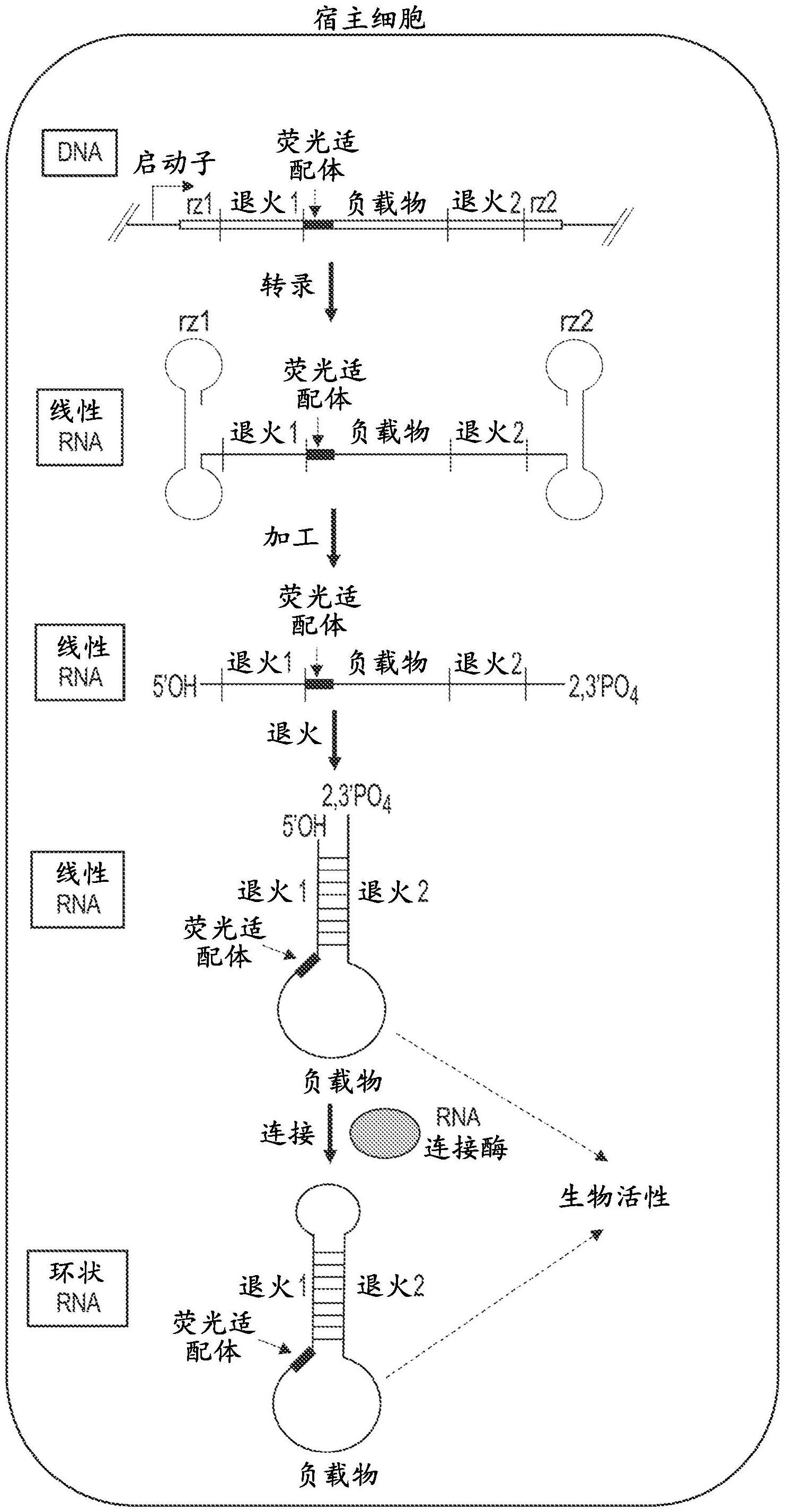 真核系统中环状多核糖核苷酸的产生的制作方法