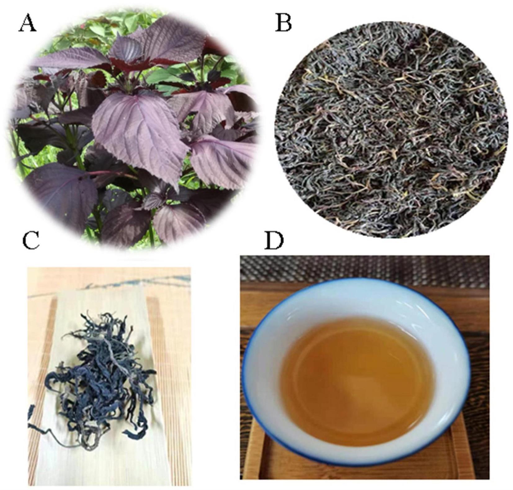一种紫苏茶及其加工方法和应用