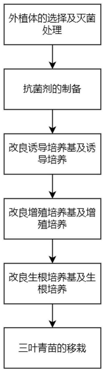 一种三叶青组织培养快速繁殖的方法与流程