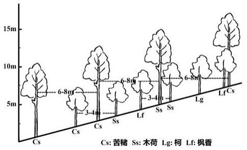 一种亚热带苦槠次生幼林的快速恢复方法