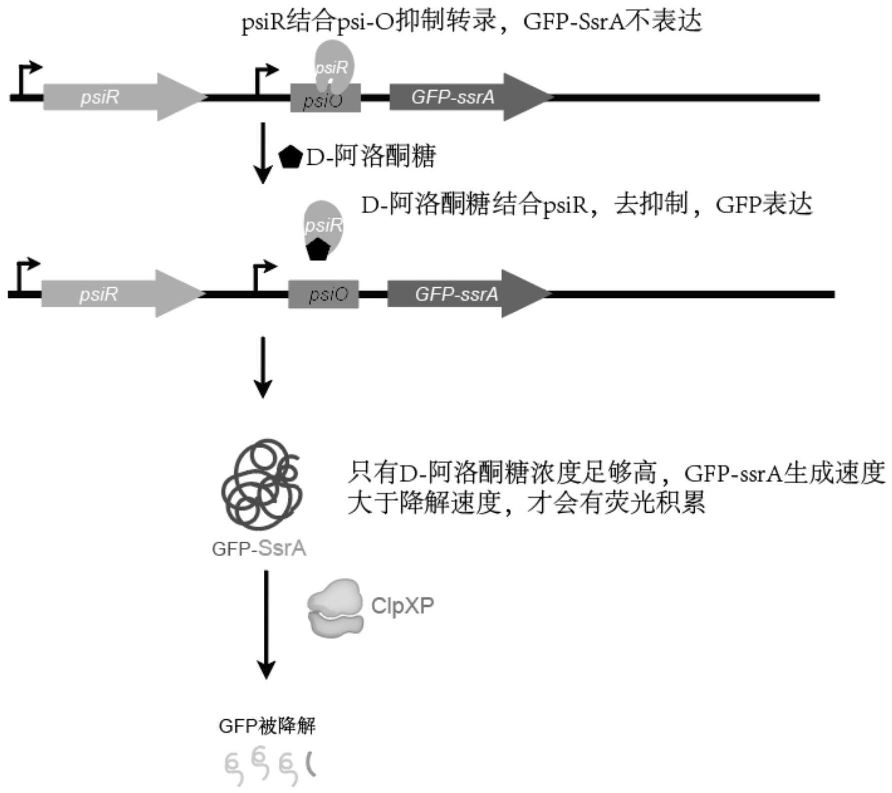 阿洛酮糖生物传感器及其构建方法与应用与流程