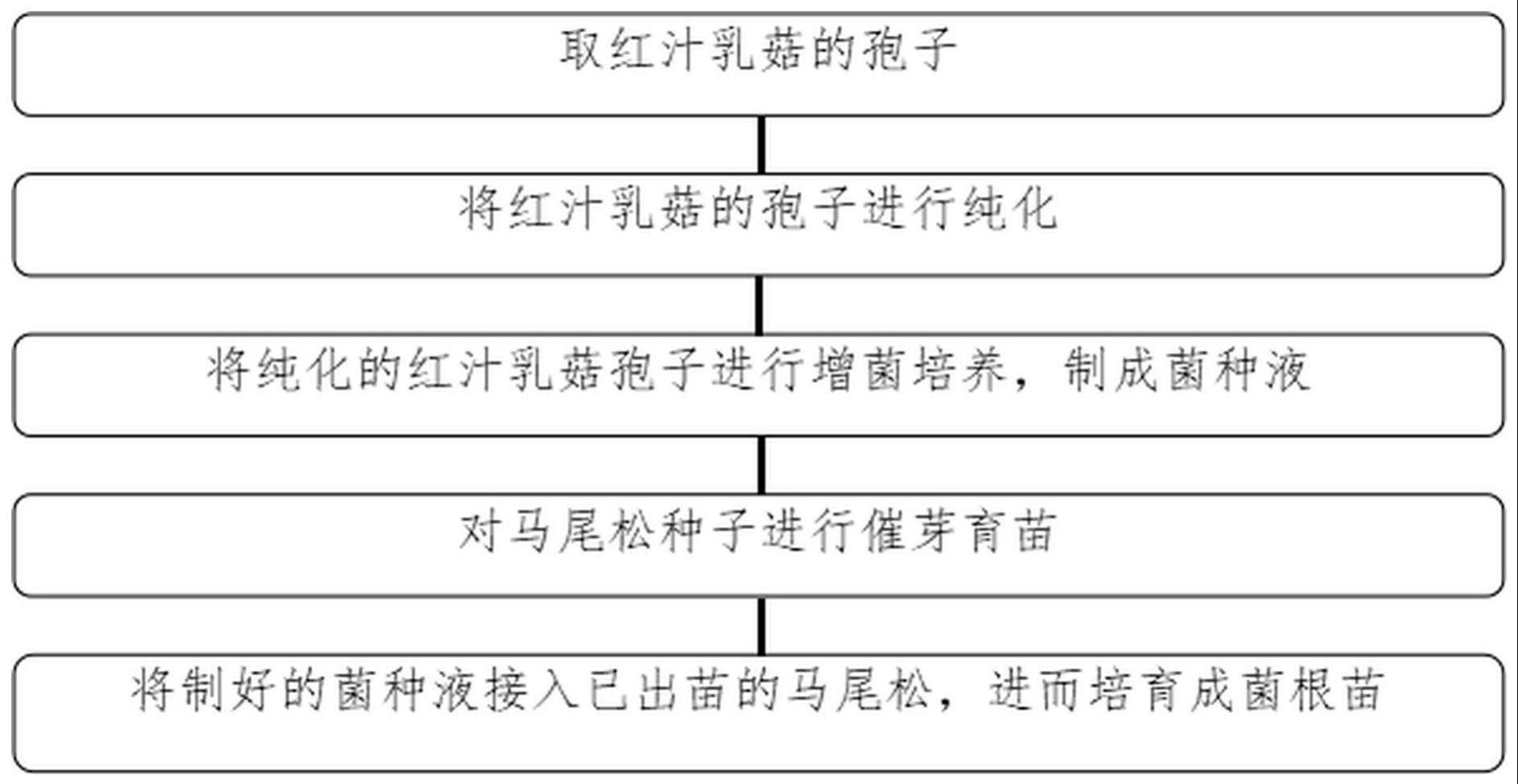 一种红汁乳菇孢子培养物接种培育马尾松菌根苗的方法