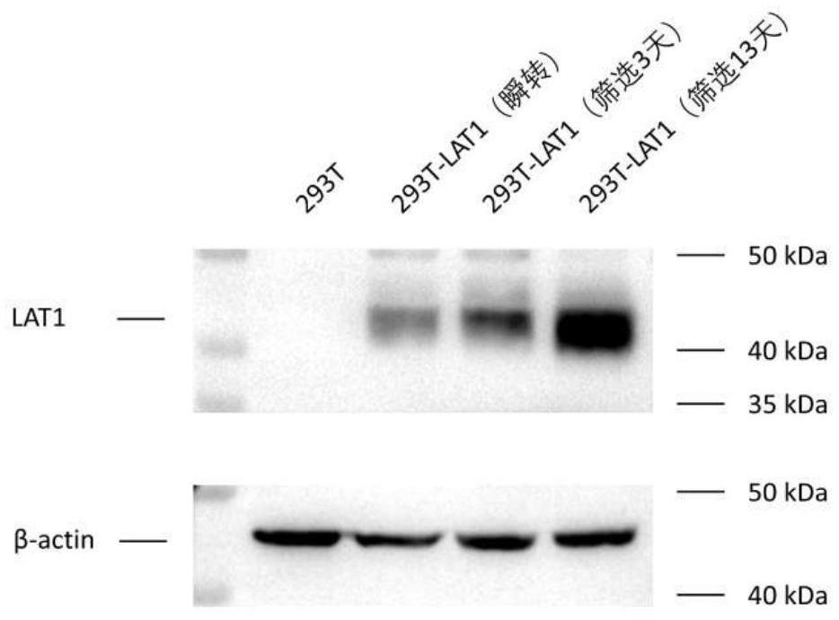 4-羰基氨基异吲哚啉-1,3-二酮类化合物及其制备方法、药物组合及用途与流程