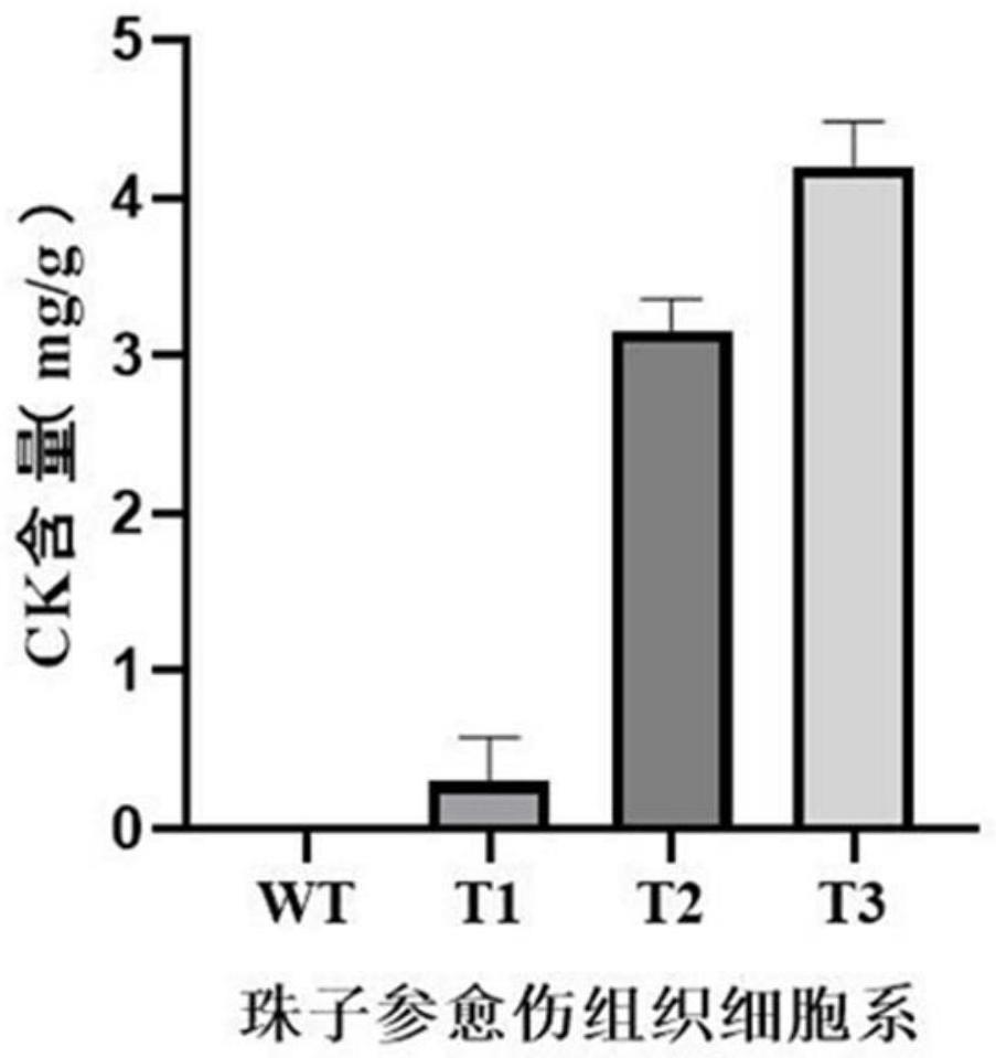 一种在珠子参细胞中合成人参皂苷