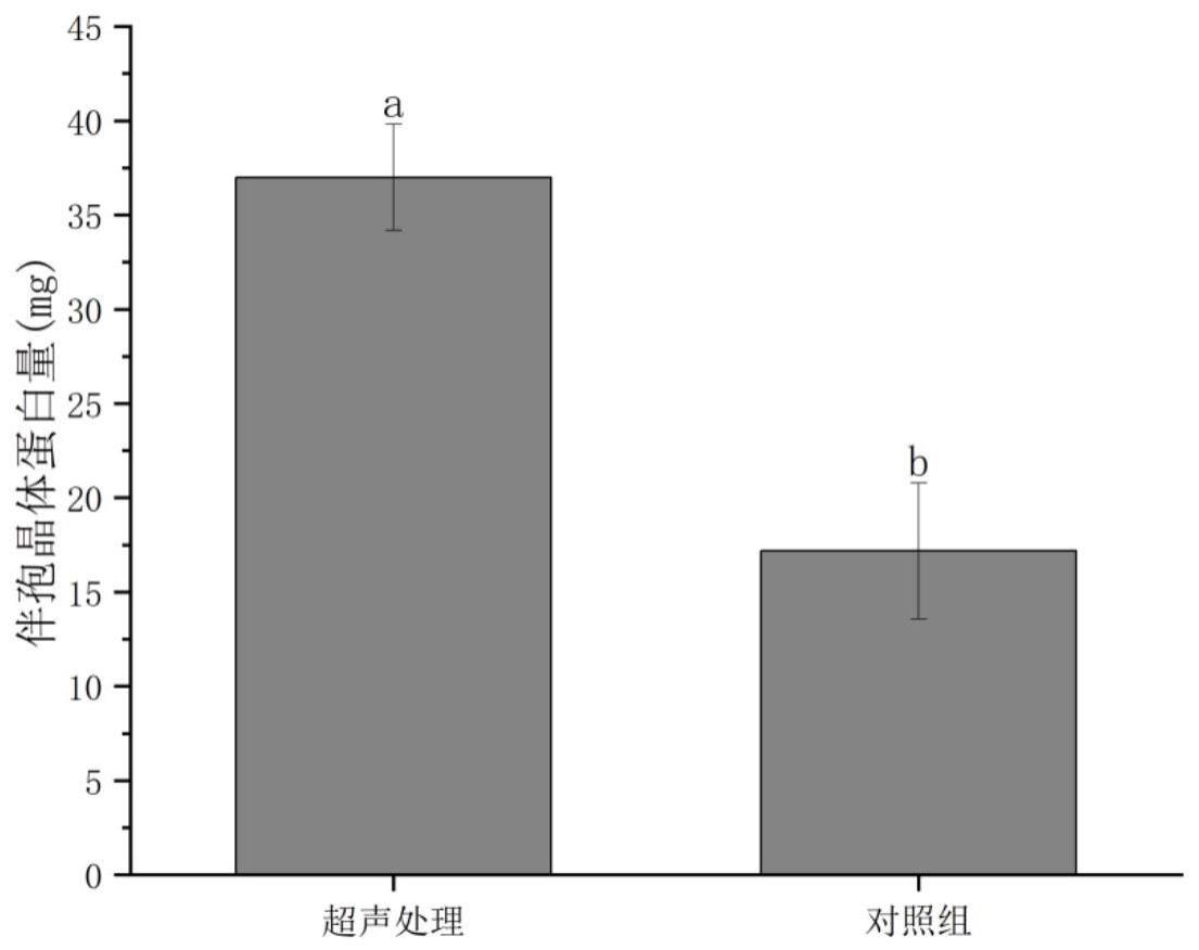 基于超声场辅助苏云金芽孢杆菌发酵生产伴孢晶体蛋白的方法与应用