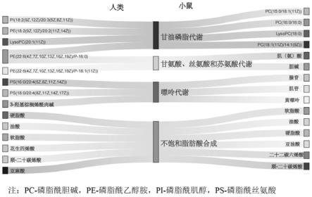 一种孕期肠道菌群代谢紊乱检测物在制备检测NTDs胎儿试剂中的应用的制作方法