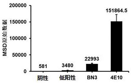 一种抗HIV的抗体及其制备方法和应用与流程