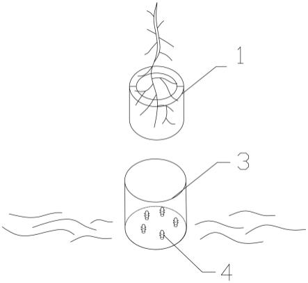 一种植物微穗扦插苗移栽及培养简易装置的制作方法