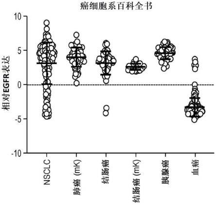 核酸配体偶联物及其用于向细胞递送的用途