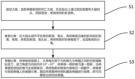 大鼠脊髓一侧横断完整取材方法、脊髓损伤模型及应用