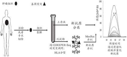 用于新抗原分析的方法和系统与流程