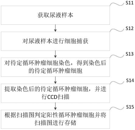 一种尿液循环肿瘤细胞收检方法及系统与流程