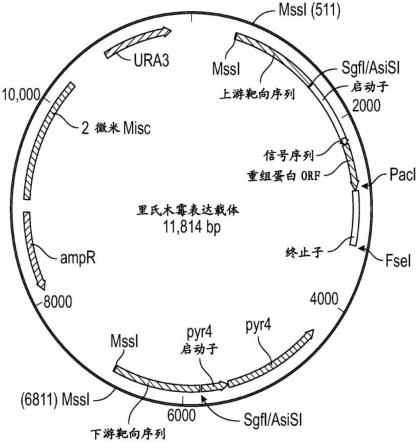 低变应原性重组乳蛋白和包含其的组合物的制作方法