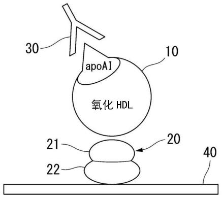 改性HDL的定量方法以及用于该定量方法的分析用试剂