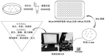 一种基于秀丽隐杆线虫高通量检测污水毒性的方法