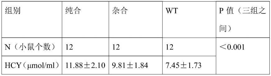 一种基于CRISPR/Cas9获得MTHFR基因定点突变动物模型构建方法及其用途