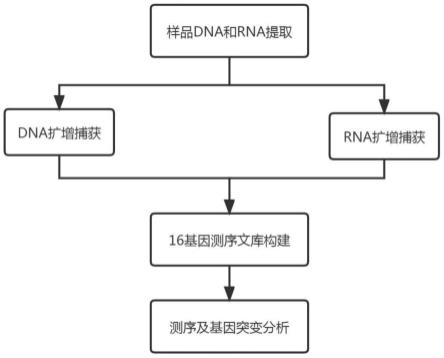 一种高通量测序检测肺癌基因变异的文库构建方法与流程