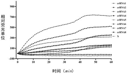 用于检测松材线虫的crRNA引物组、试剂盒及应用的制作方法