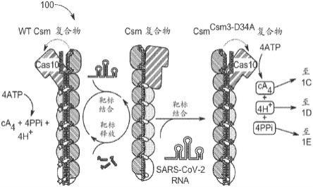 经改造的CRISPR-Cas系统和用于灵敏且特异性诊断的方法