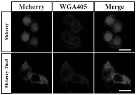 一种靶向纳米分子探针及其在制备肿瘤治疗药物中的应用