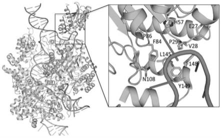 腺嘌呤脱氨酶、包含其的腺嘌呤碱基编辑器及其应用的制作方法