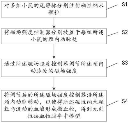 一种磁场强度诱导无创性缺血性脑卒中模型的建立方法