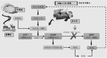 一种提高男性精力的组合物及其制备方法与流程