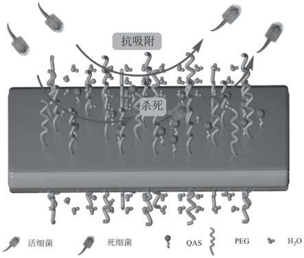 无毒两亲性有机硅聚合物基海洋防污涂料及其制法及应用的制作方法