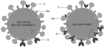 一种融合蛋白HN-RBD、编码基因、重组NDV病毒载体、重组NDV病毒及其应用的制作方法