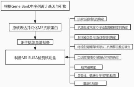 一种用于检测滑液囊支原体的间接ELISA试剂盒及其检测方法与流程