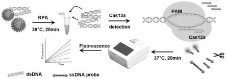 结合CRISPR/Cas12a与RPA检测猴痘病毒方法、试剂盒及其制备方法