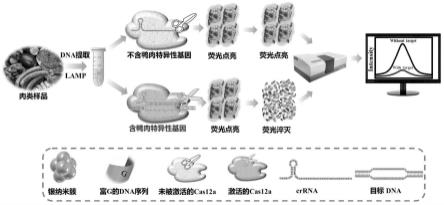 一种CRISPR/Cas调控的DNA银纳米簇传感器及其检测肉类掺假的方法和应用