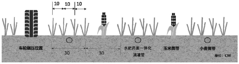 冬小麦-夏玉米周年浅埋滴灌“4比1”条带机械化种植方法