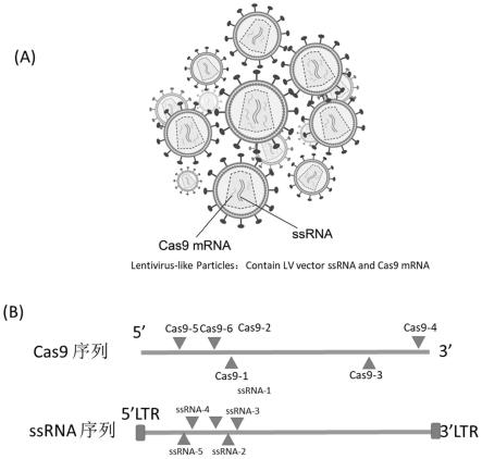 基于数字PCR检验类慢病毒体中平均每个病毒颗粒中Cas9mRNA拷贝数的试剂盒的制作方法