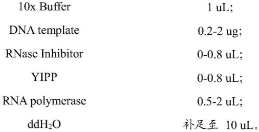 一种I型内含子核酶、其制备方法和在调控RNA成环中的应用与流程