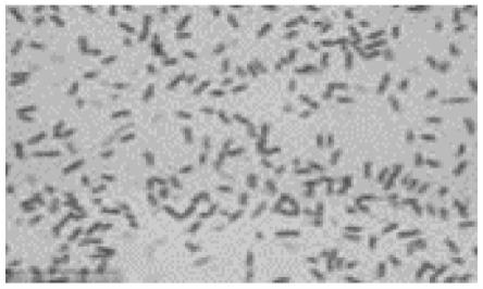 一株施氏假单胞菌DN-1及其应用的制作方法