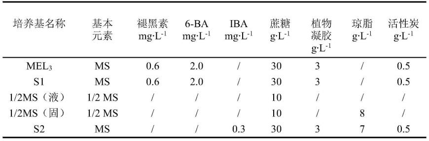 一种以葡萄种子为受体材料的农杆菌介导遗传转化方法