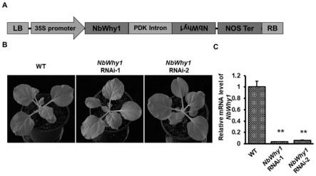 本氏烟NbWhirly1基因在调控植物抗双生病毒中的应用及转基因植物培育方法
