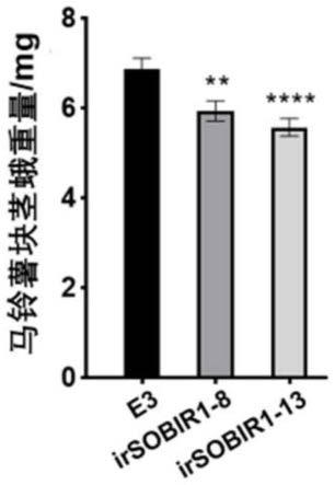 一种马铃薯抗虫基因StSOBIR1及其重组载体和应用