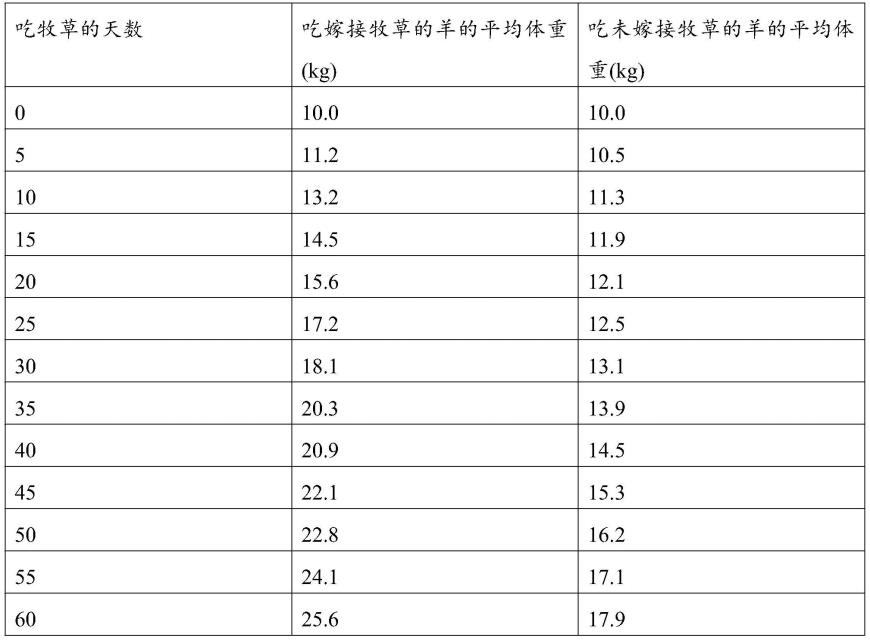 一种牧草嫁接甘蔗的方法和应用与流程