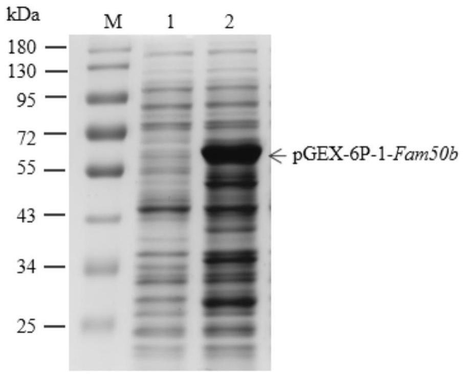 一种Fam50b蛋白多克隆抗体及其制备方法与应用