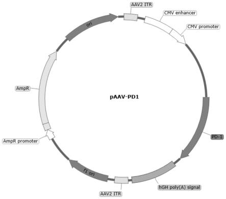 PD-1蛋白表达载体及其应用的制作方法