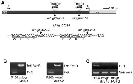 UGT84A1基因在调控花青素合成上的应用