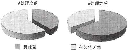 含微生物的组合物增加丁酸、叶酸或烟酸的肠道生产和/或降低琥珀酸的肠道生产的应用的制作方法