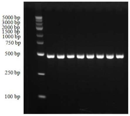 猪1号染色体上与猪肋骨数性状相关的SNP标记引物对及其应用