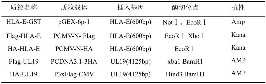 溶瘤单纯疱疹病毒VP5蛋白与人白细胞抗原E的互作方法及应用与流程